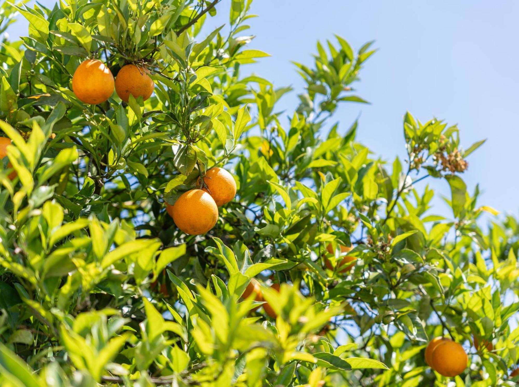 בולקיאמה Quinta Das Laranjeiras מראה חיצוני תמונה
